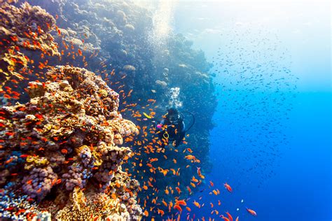  Das Rote Meer: Ein Taucherparadies vor der Küste von Gizeh!