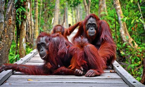  Der Taman Nasional Tanjung Puting: Ein Abenteuer mit Orang-Utans im Herzen Borneos!