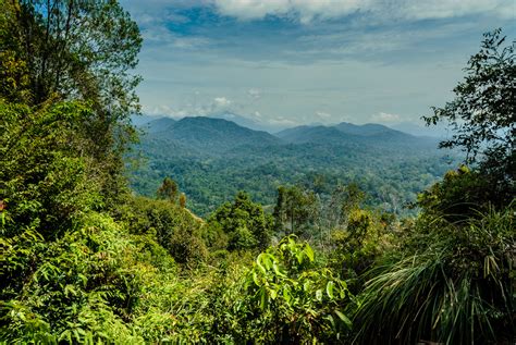 Der Taman Negara: Ein wilder Ausflug ins Herz des tropischen Regenwaldes!